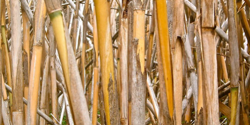 Caña común o de riera, llamada Arundo donax, materia prima usada para llevar a cabo esta investigación. / URV