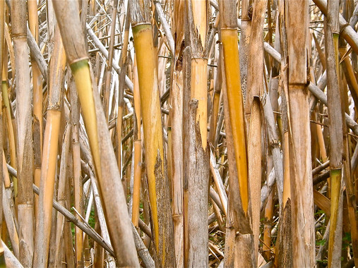 Caña común o de riera, llamada Arundo donax, materia prima usada para llevar a cabo esta investigación. / URV