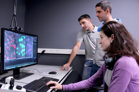 Los investigadores han creado catalizadores de oro que funcionan como enzimas artificiales en el interior de las células vivas./ CiQUS