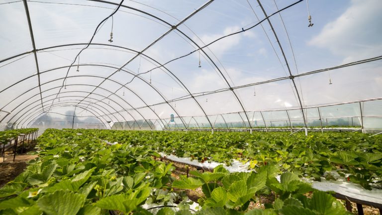 Foto_Plásticos Agrícolas