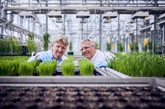 P136_fungicide_greenhouse 2