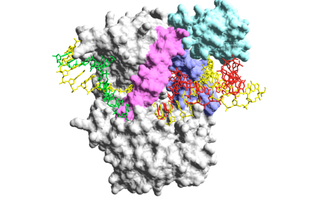 La-tecnica-inventada-por-Margarita-Salas-candidata-para-detectar-el-coronavirus.jpg