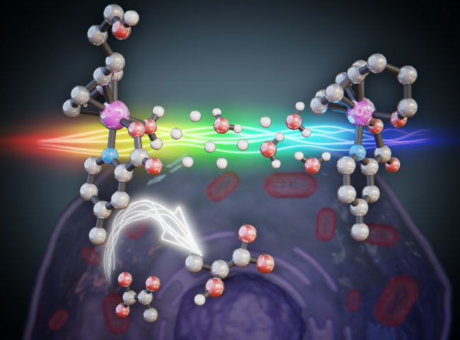 Blender:File:/media/jean/scixel3/works3/Ana_Pizarro/Osmio/Os05.blend