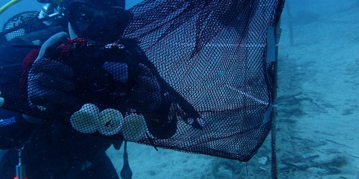 Desarrollan una cápsula de café compostable y biodegradable en el medio marino