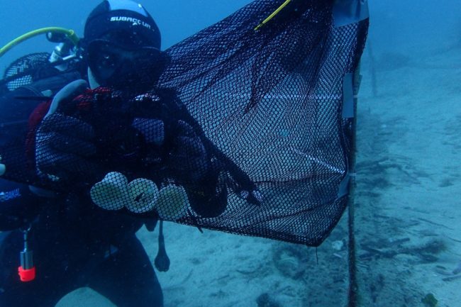 Desarrollan una cápsula de café compostable y biodegradable en el medio marino