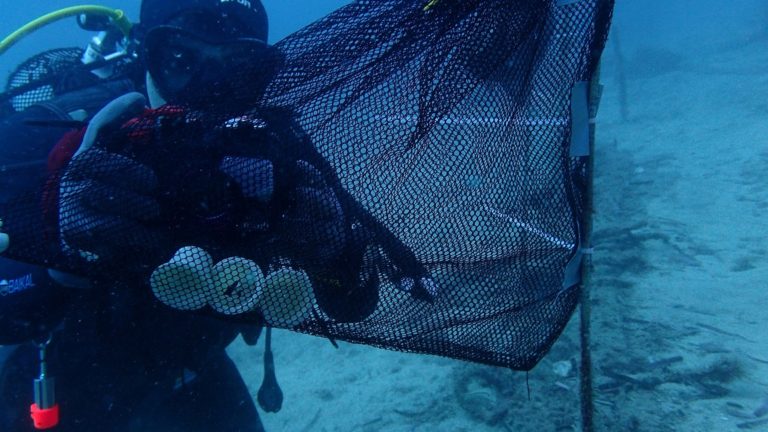 Desarrollan una cápsula de café compostable y biodegradable en el medio marino