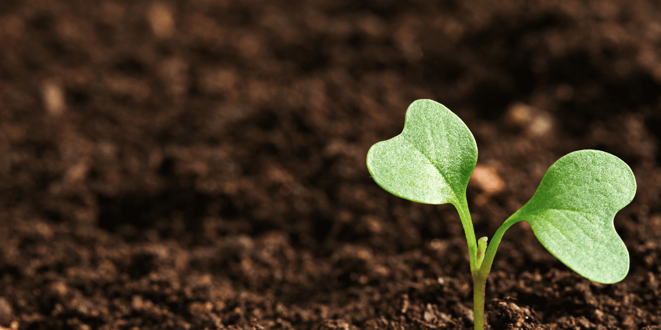 Revoluzion Project (1)