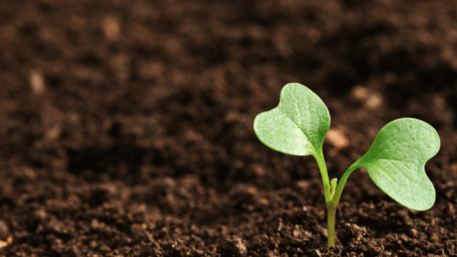 Revoluzion Project (1)