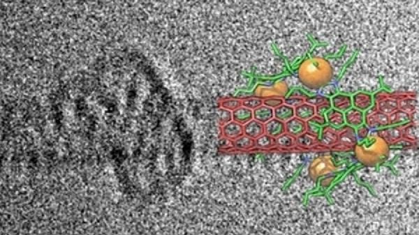 RUVID UJI Los metalociclos abrazan nanotubos de carbono