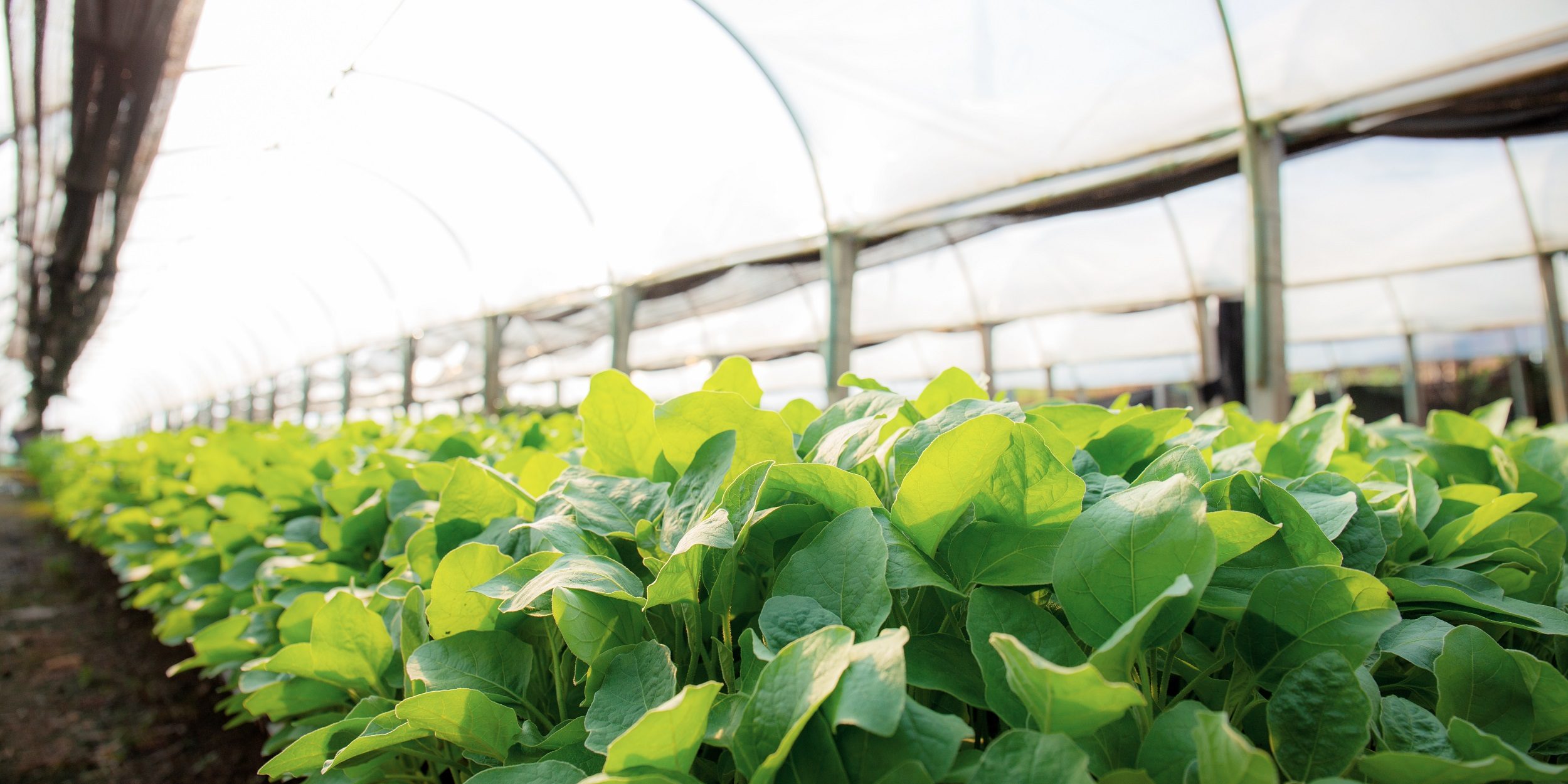 Organic vegetables in green house.