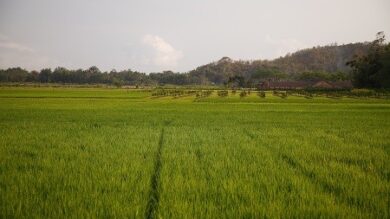 BASF e IRRI unen fuerzas para reducir la huella de carbono del arroz