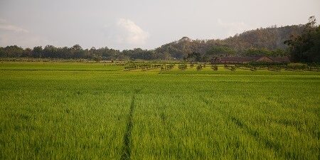 BASF BASF e IRRI unen fuerzas para reducir la huella de carbono del arroz