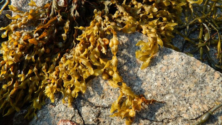 Las algas pardas se usan para la generación de corrientes alternas de varios micro amperios. Josie Weiss_Unsplash