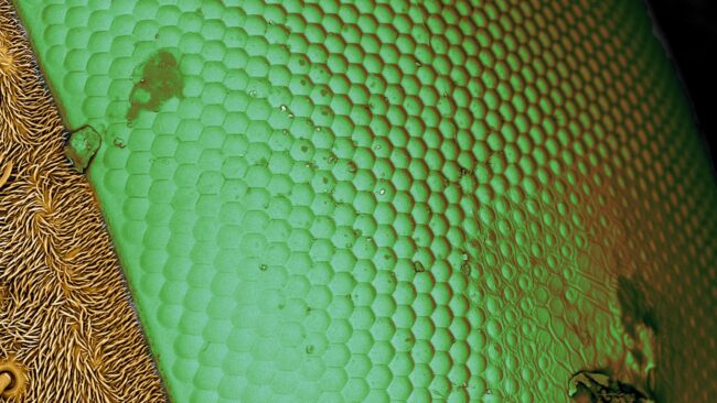 542348_utmliveflyeye_117913_crop